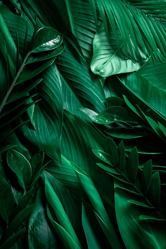 Close up shot of abstract green leaves with white frame