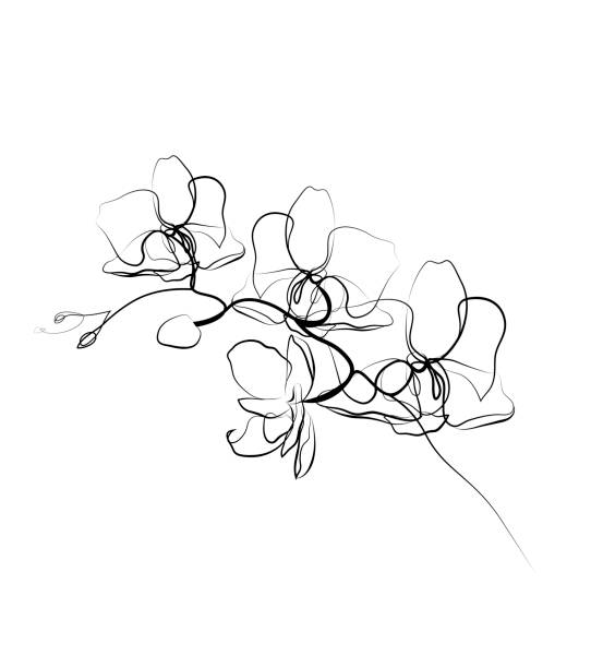 One line drawing orchid sketch. One line drawing orchid sketch.Modern single line art, aesthetic contour. Perfect for home decor such as posters, wall art, tote bag, t-shirt print, sticker orchid stock illustrations