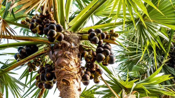 Photo of Asian palmyra palm or Borassus flabellifer