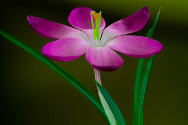 Eén paarse bloeiende krokus op een groene achtergrond foto.\nDe kleuren zijn aangescherpt tot een mooi, fris en kunstig geheel.