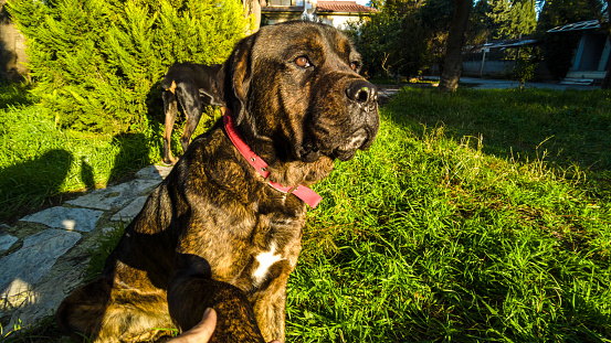 Eight years old Cane Corso as known as little mastiff or Italian mastiff watching for intruders . He is guarding his territory