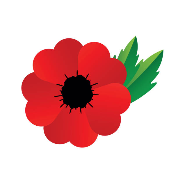 Remembrance Day also known as Poppy Day or Armistice day: Minimalistic poppy flower and text Lest We Forget. Vector stock illustration Remembrance Day also known as Poppy Day or Armistice day. Minimalistic poppy flower and text Lest We Forget. Vector stock illustration 1918 stock illustrations