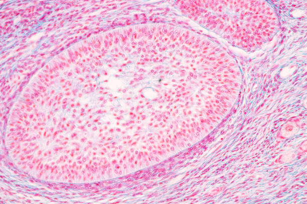istock Anatomy and Histological Ovary, Testis and Sperm human cells under microscope. 1377671541