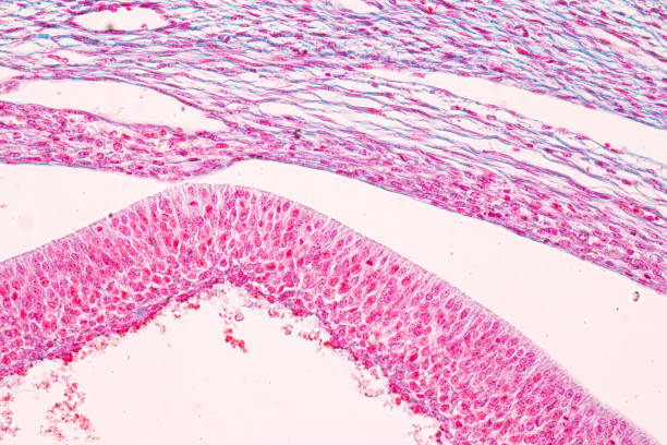 istock Anatomy and Histological Ovary, Testis and Sperm human cells under microscope. 1377672030