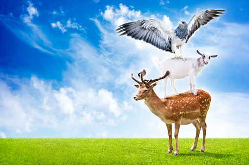 Funny collage of three animals (deer, eagle and goat) standing in trick acrobatic pyramid.