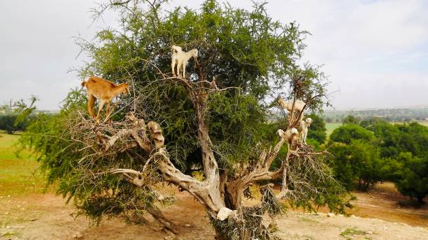 istock Goats climbing and eating an argan tree 1377675704