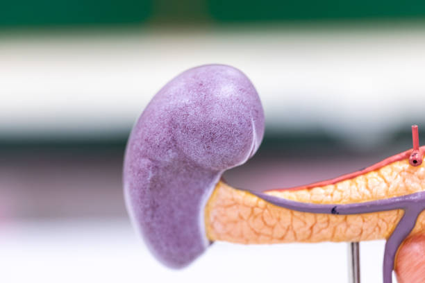 istock Study of human parts model in science lab. 1377676072