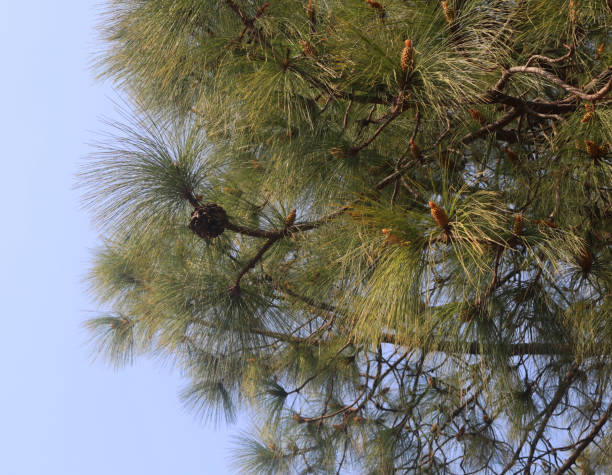 pinus peuce, die mazedonische kiefer, hier aus nächster nähe mit einem ihrer reifen zapfen - ein zapfen aus einer zirbe - pinus cembra - im sommer auf den bergen -waldkiefernzapfen - bristlecone pine pine tree tree forest stock-fotos und bilder