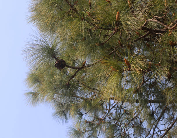 피누스 푸스, 마케도니아 소나무, 여기에 스위스 돌 소나무에서 성숙한 콘 - 피누스 cembra - 산 - 스코틀랜드 소나무 콘에 여름 가까이 볼 - bristlecone pine 뉴스 사진 이미지