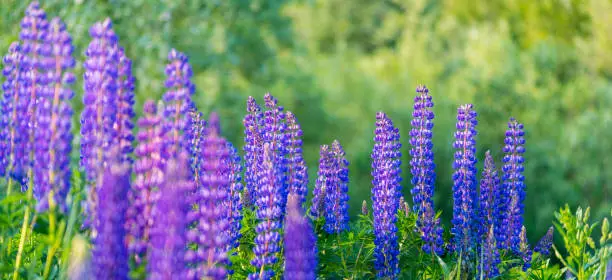 summer blue flowers lupins with blurred background