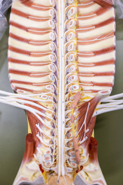 istock Study of human parts model in science lab. 1377677407