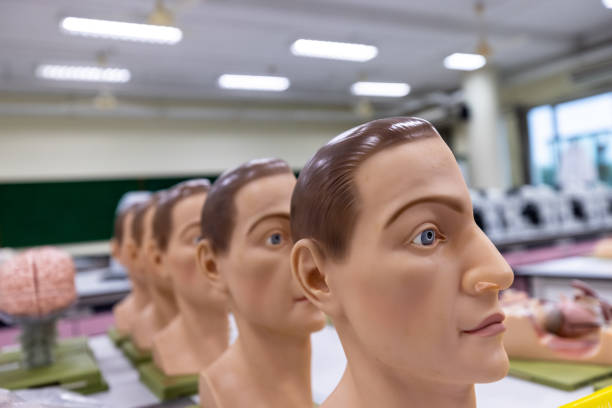 Germany, Berlin, studioshot, March 29, 2024 -Headshot of a male mannequin