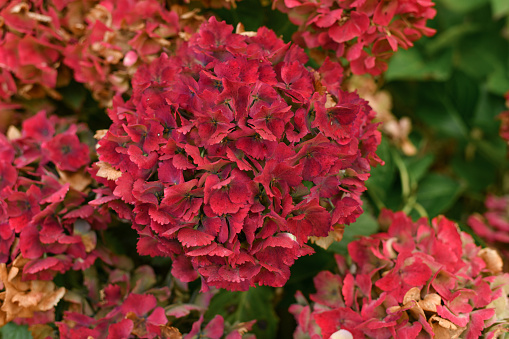 Background of a red hydrangea flowers, Hortensia