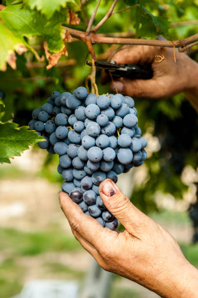 istock cutting a bunch of grapes during the harvest 1377682887