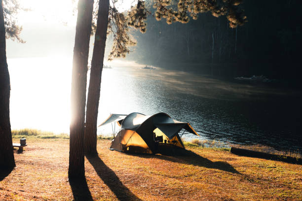 istock Pine forest and camping area in the morning 1377688978