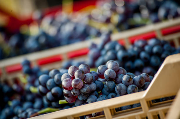 istock plastic crates with bunches of grapes 1377691786