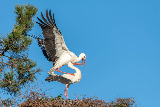 istock White stork (Ciconia ciconia) couple mating on the nest in spring. 1377692337