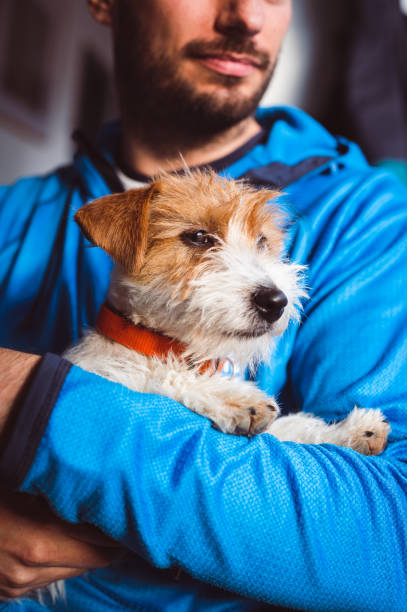 istock Jack Russell Terrier puppy, head shot 1377693437