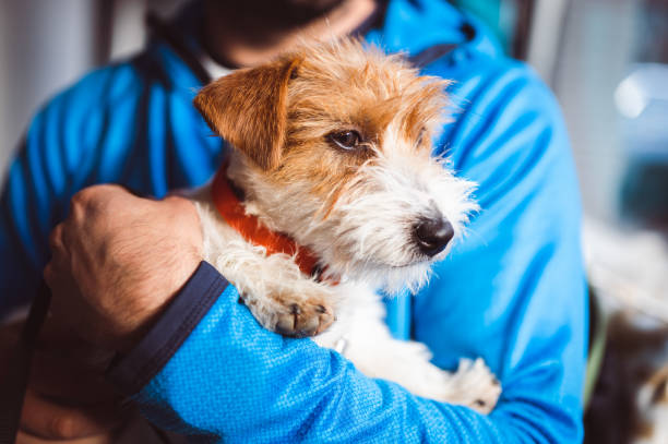 istock Jack Russell Terrier puppy, head shot 1377693440