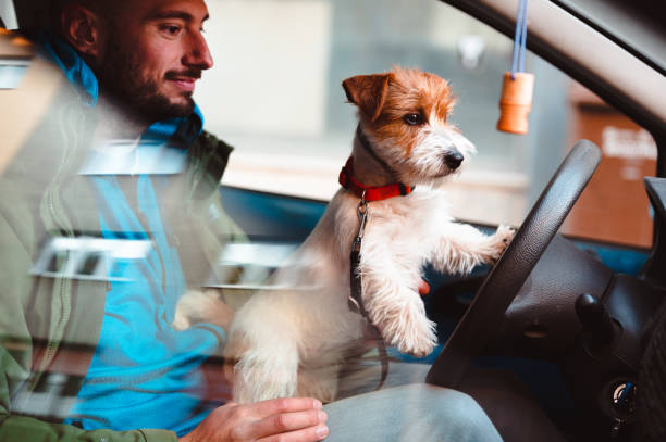 Jack Russell Terrier puppy driving a car