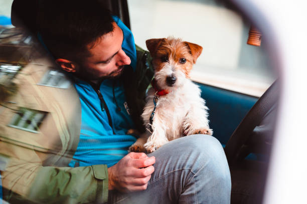 istock Jack Russell Terrier puppy in a car 1377694525