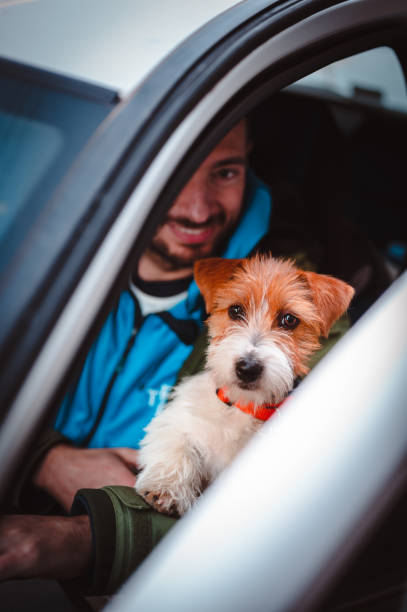 istock Jack Russell Terrier in a car 1377694550