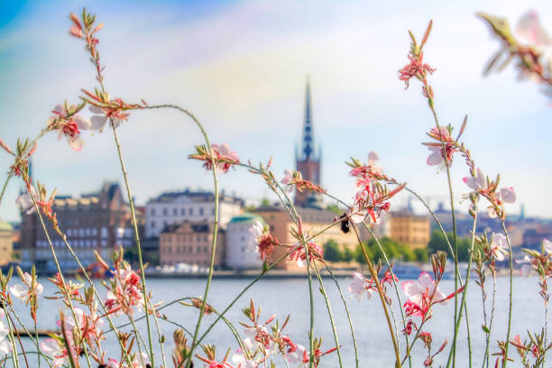 nasycony widok z stoiska gamla - sztokholm - town of blossom zdjęcia i obrazy z banku zdjęć