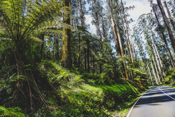 istock A road by the rainforest in Australia. 1377711100