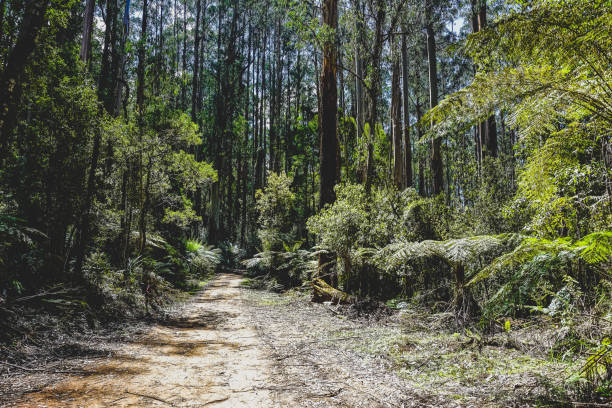 istock A path through the rainforest in Australia. 1377711741