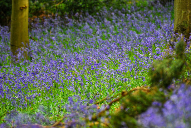 istock Bluebell woods In Early Morning Light 1377719103