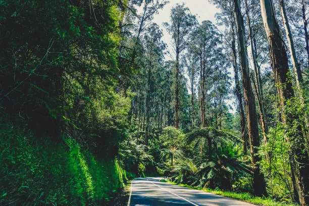 istock A road through a rainforest in Australia. 1377723584