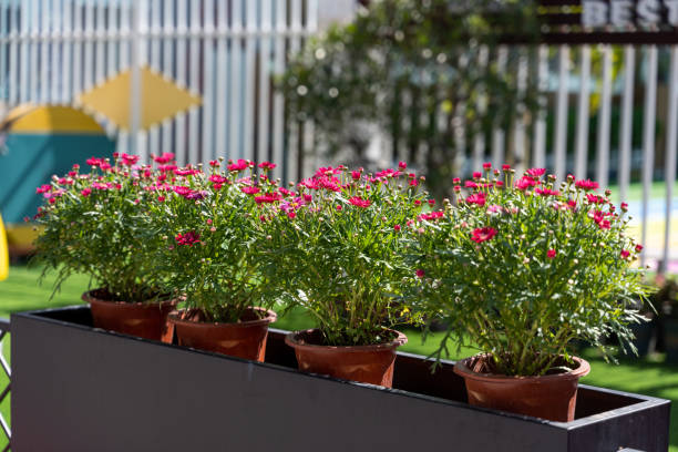 istock Blooming Chrysanthemums in the Sun 1377729558