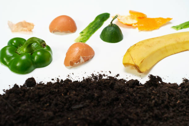istock Food leftovers and soil on white background close-up top view. 1377730640