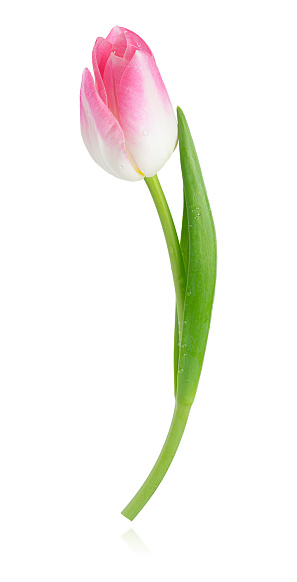 Isolated tulip on white background with clipping path.