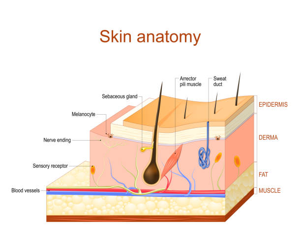 Layers Of Human Skin Layers Of Human Skin. Epidermis (horny layer and granular layer), Dermis (connective tissue) and Subcutaneous fat (adipose tissue) dermis stock illustrations