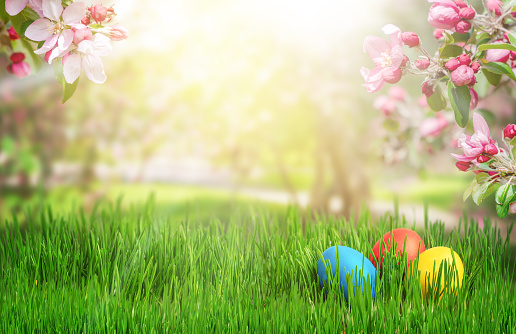 Colorful Easter eggs with blooming apple branches on green grass background.