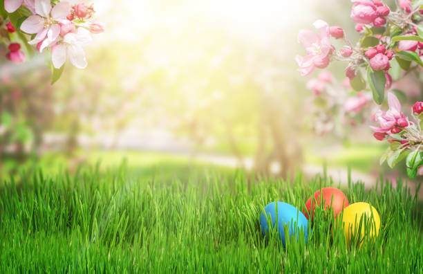 colorful easter eggs with blooming apple branches on green grass background. copy space - easter egg easter grass spring imagens e fotografias de stock