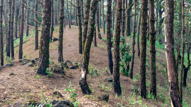 istock Photo of forest. Nature background. 1377734891