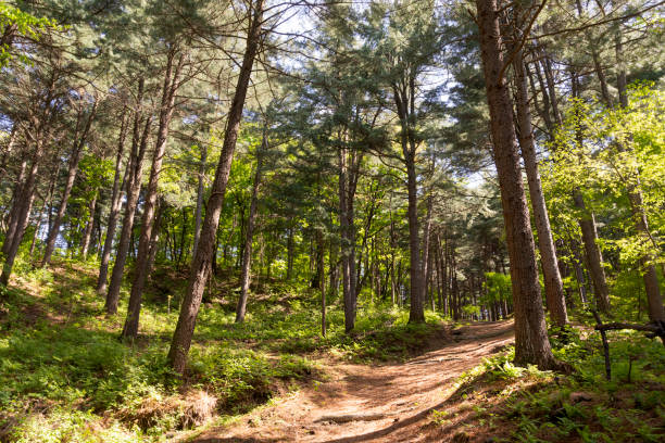 istock Fir forest in the early summer sunlight 1377740400