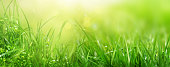 istock Banner of green grass natural background, springtime, selective focus. 1377744193