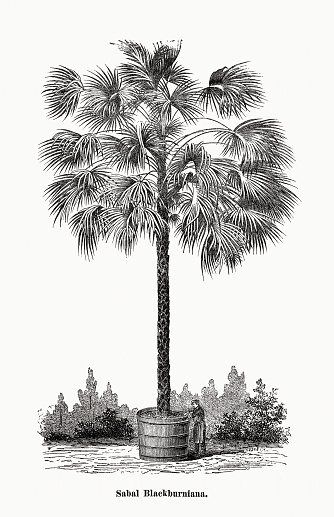 Sabal Blackburniana, or Sabal palmetto - native to the Southern United States, as well as Cuba, the Turks and Caicos Islands, and the Bahamas. In the United States, Sabal palmetto is native to the coastal plain of the lower East Coast including southeast North Carolina, South Carolina, Georgia, and Florida. Wood engraving, published in 1873.