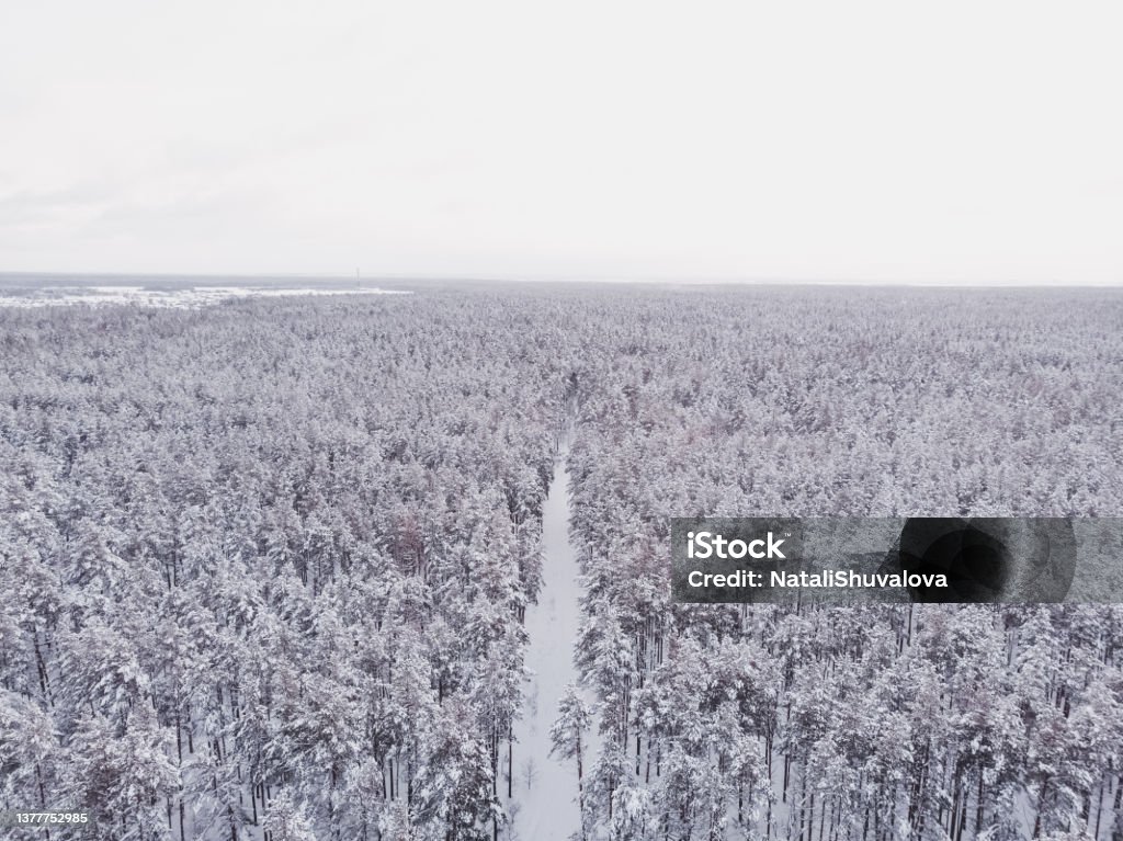First snow in spruce tree forest. Driving in forest after snowfall, aerial drone view. Snowy forest road. Pine trees as a background. Winter landscape from air. Natural forest background. Awe Stock Photo