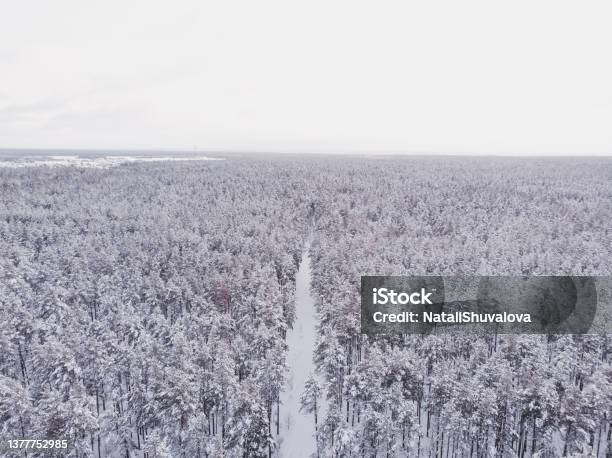 First Snow In Spruce Tree Forest Driving In Forest After Snowfall Aerial Drone View Snowy Forest Road Pine Trees As A Background Winter Landscape From Air Natural Forest Background Stock Photo - Download Image Now