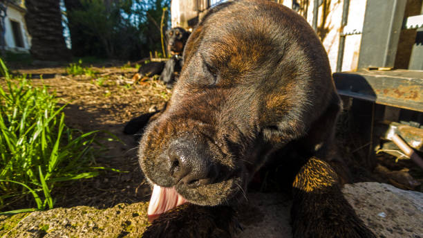 istock brindle cane corso dog lying down in the garden licks his paw 1377763707