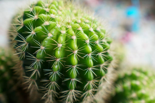 istock Close up cactus thorns blur  background 1377764917
