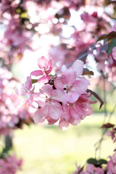 istock Pink cherry blossoms in Montreal 1377765478