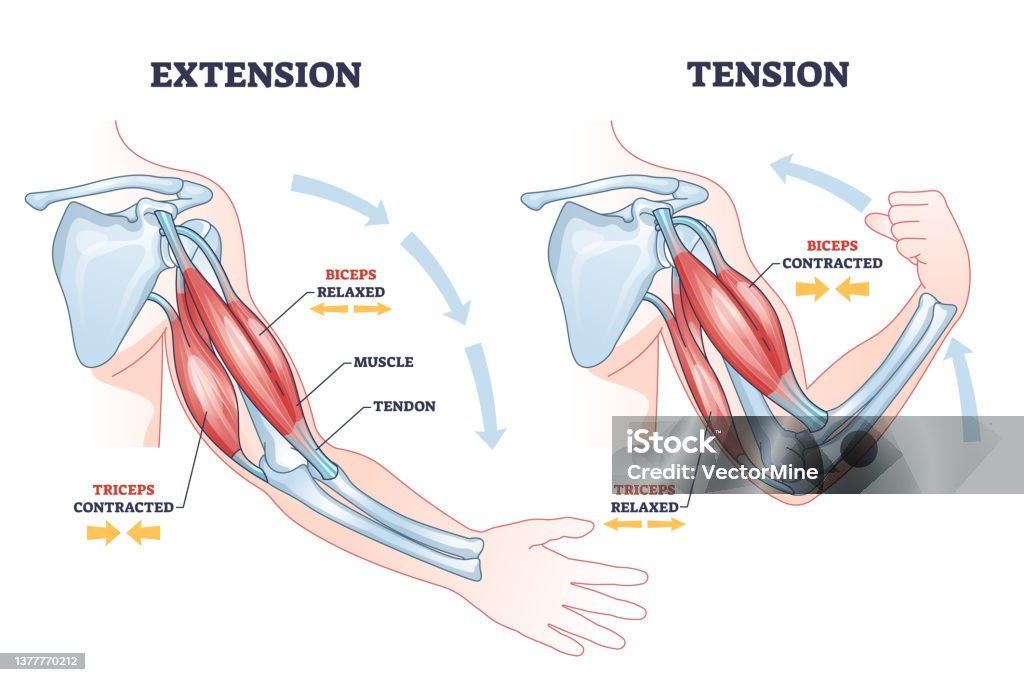 Contracting And Relaxing Of Arms Biceps And Triceps Muscles Outline Diagram  Stock Illustration - Download Image Now - iStock