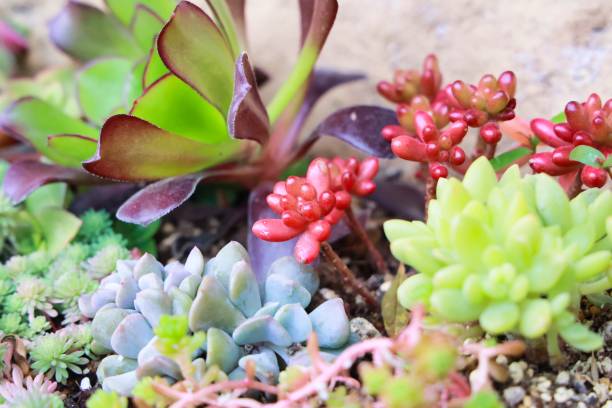 Various succulent plants planted cutely stock photo