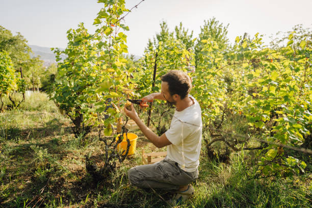 istock Vintner picking grapes in the vineyard 1377780843