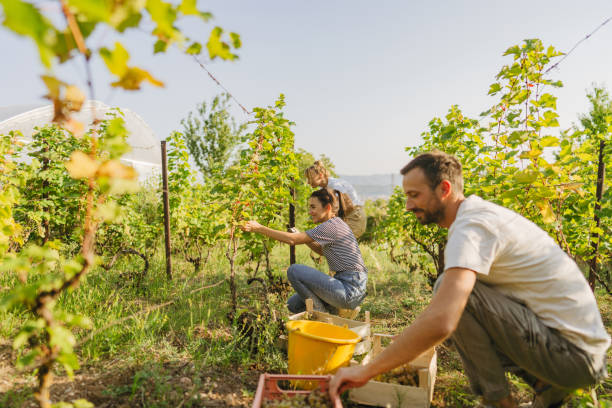 Friends picking grapes in the vineyard stock photo